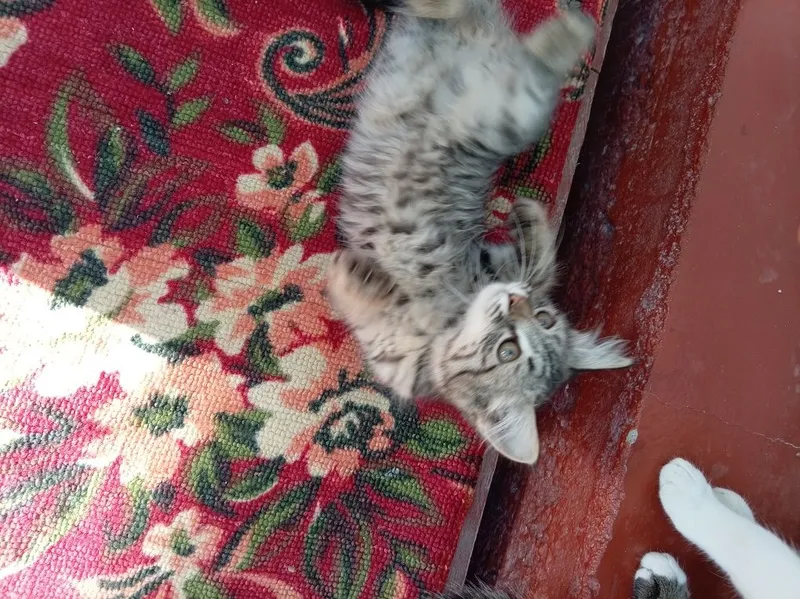 Mushukcha bor yoqimtoygina 3 Mushukcha bor yoqimtoygina 3