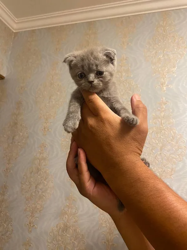 Мама шотландская вислоуха.Папа Скотишш-страйт 2 Мама шотландская вислоуха.Папа Скотишш-страйт 2