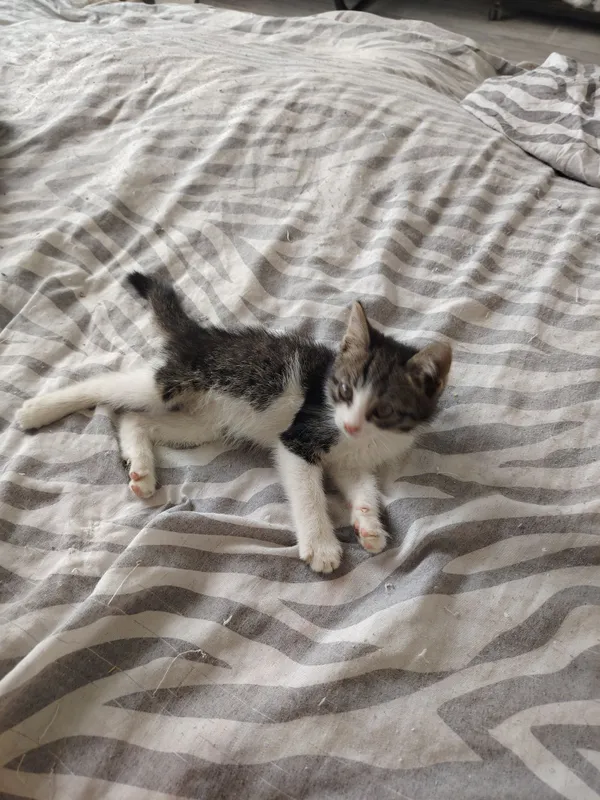Котята бесплатно