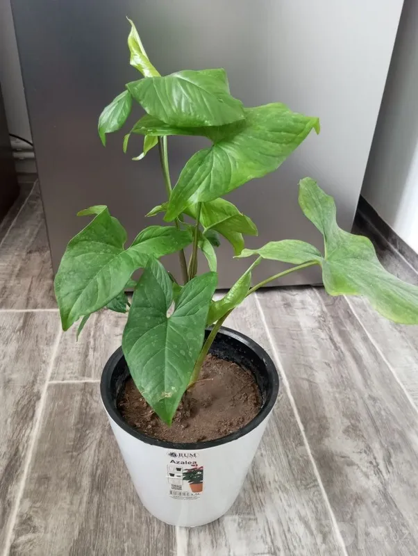Tropik liana — monstera 3 Tropik liana — monstera 3