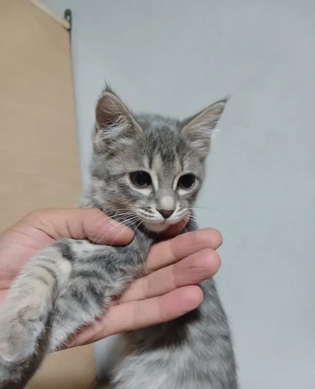 Срочно продаются котята 8 Срочно продаются котята 8