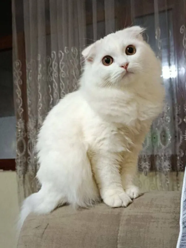 Scottish fold mushuk — фото 1