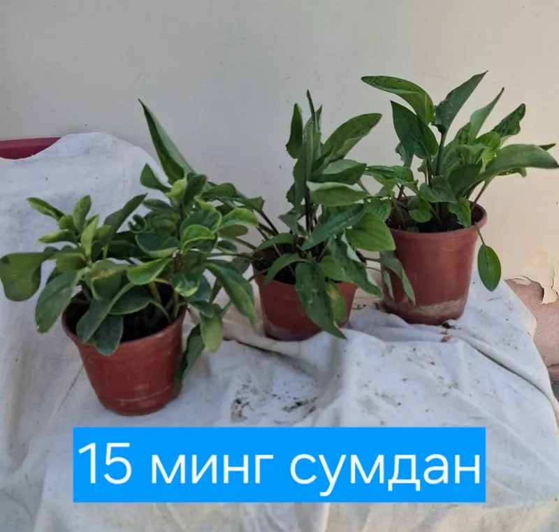 Продаются цветы в горшках, адрес: город Термез 4 Продаются цветы в горшках, адрес: город Термез 4