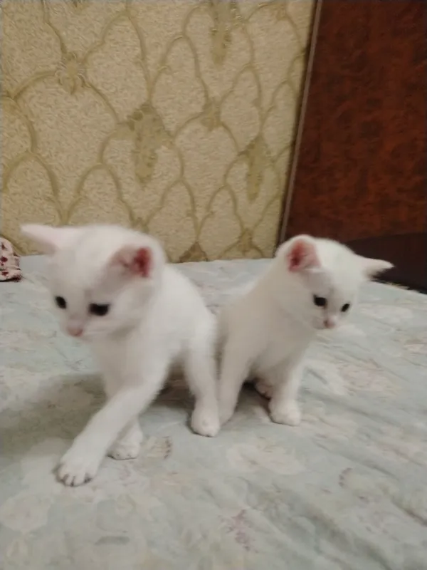 Котята Котята
