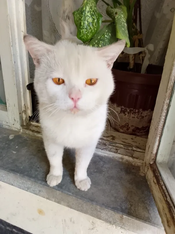 Срочно отдам в хорошие ручки кота скотиш страйд. Срочно отдам в хорошие ручки кота скотиш страйд.