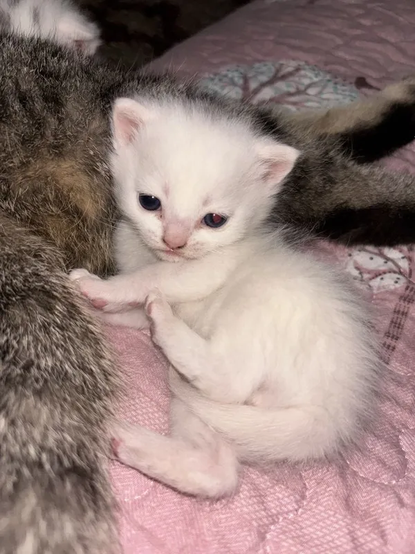Милый котёнок ищет заботливый д