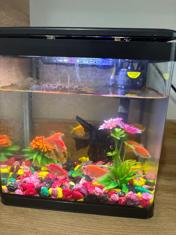 akvarium baliqlari led lampasi filtr apparati bn
