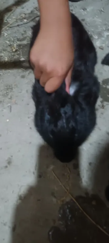 Urg‘ochi quyonlar sotiladi! Shoshiling! 2 Urg‘ochi quyonlar sotiladi! Shoshiling! 2