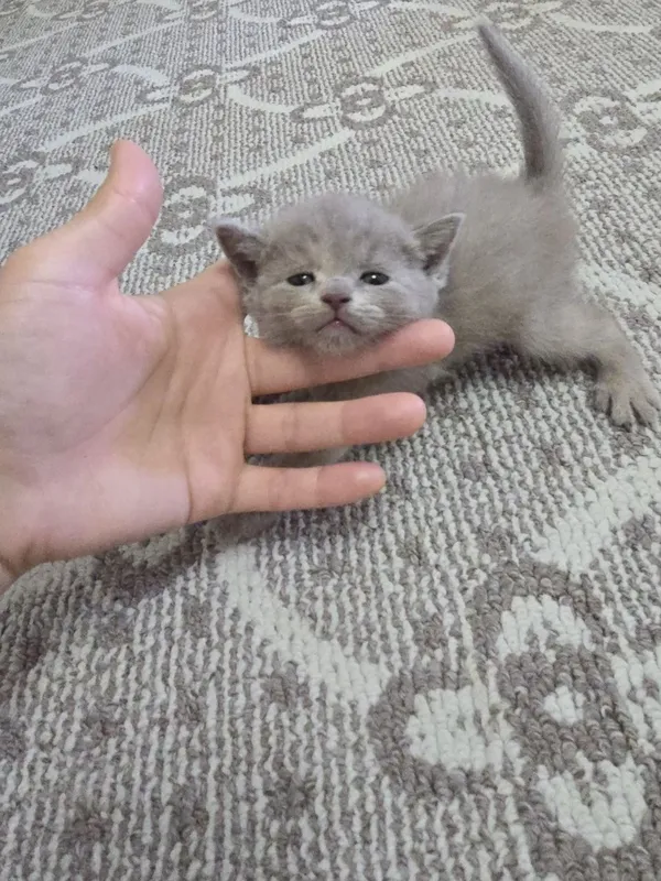 Срочно продаются котята — фото 3