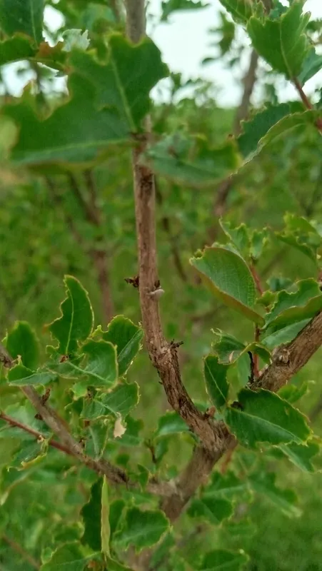 Dori sepish Tajribali Agronom xizmati