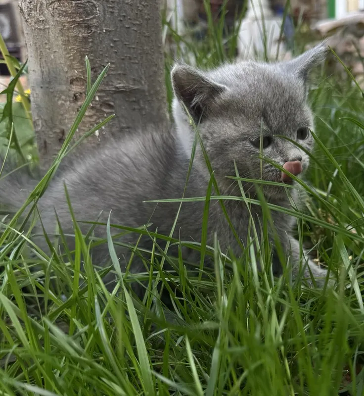 Котята 3 месяцев — фото 7