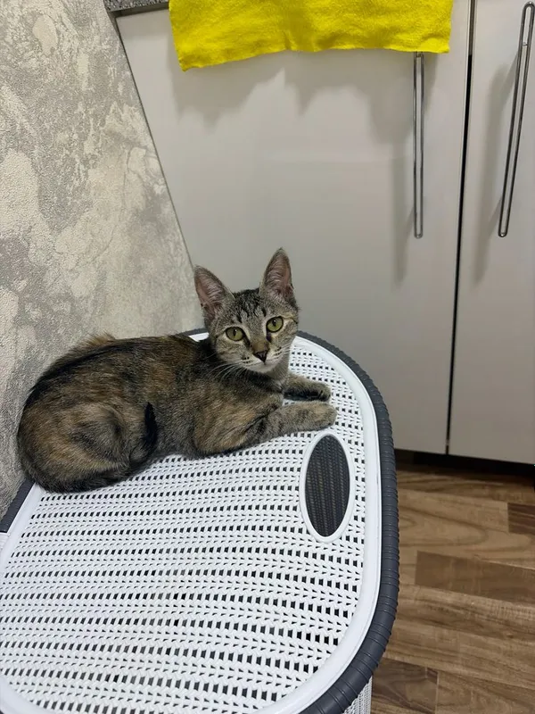 Кошка в добрые руки — фото 1