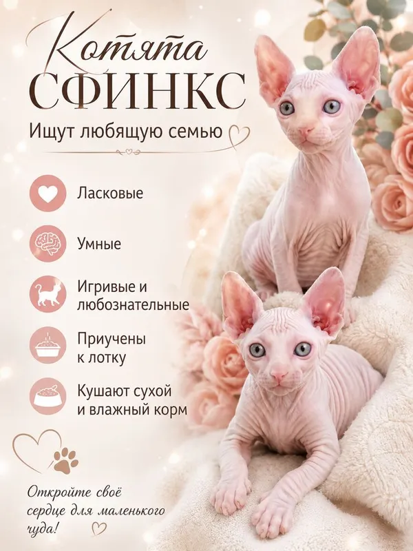 Продаются котята ( сфинкс) 1 Продаются котята ( сфинкс) 1