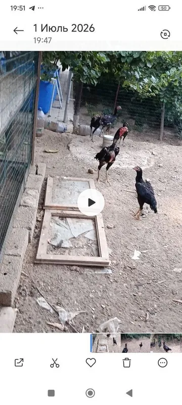 Zotli xorozlar shumo+koreya