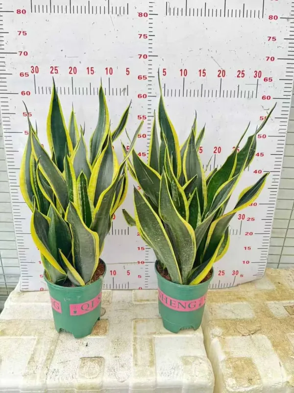 Xona gullari arzon narxlarda 5 Xona gullari arzon narxlarda 5