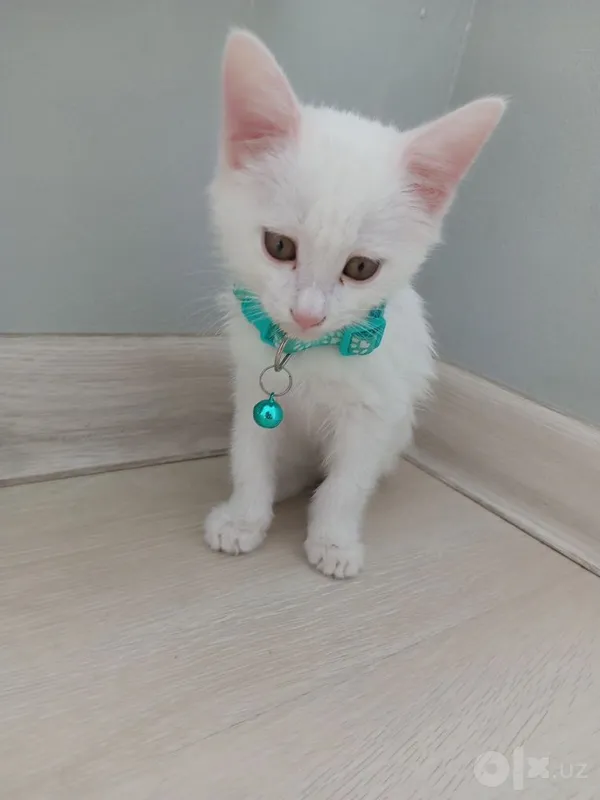 Котёнок турецкой ангоры, очень умный и добрый, 2,5 месяца, белоснежного окраса. 1 Котёнок турецкой ангоры, очень умный и добрый, 2,5 месяца, белоснежного окраса. 1