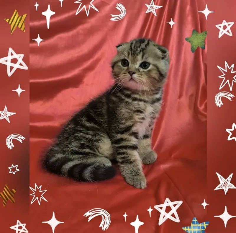 Срочно не дорого продаются котята! — фото 3