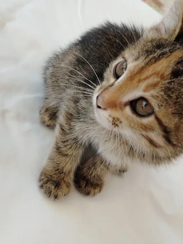 Котята очень милые — фото 5