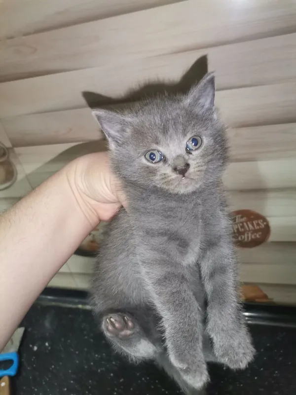 Мушук скотиш фолд — фото 4