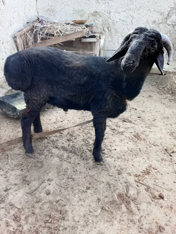 Sirochna sotiladi