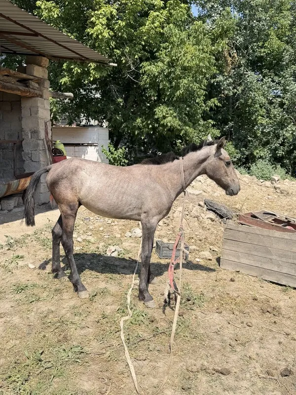 Отлар сотилади 10 ойлик 1