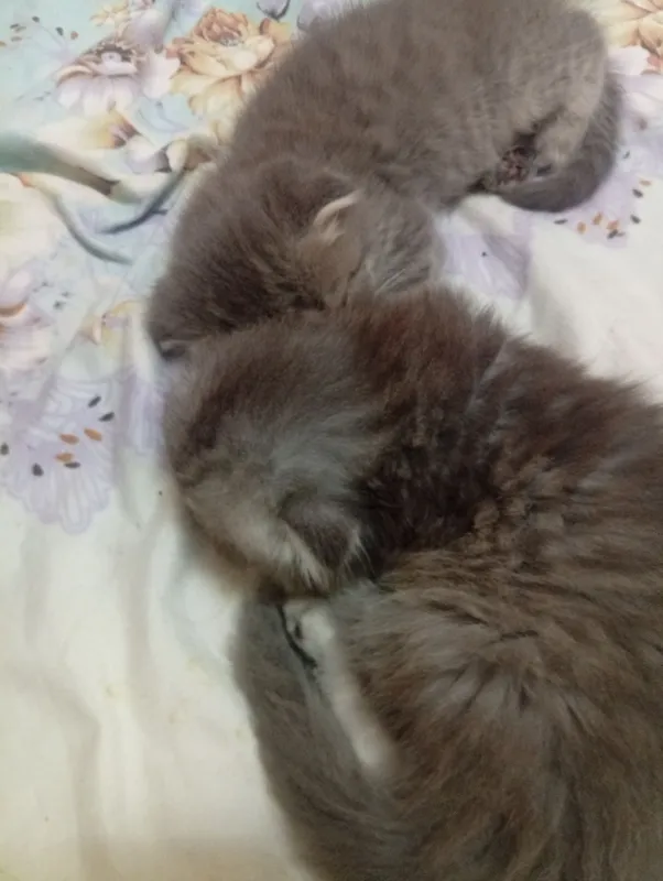 Scottish Fold— qulogi oldinga qayrilgan mushuk — фото 4