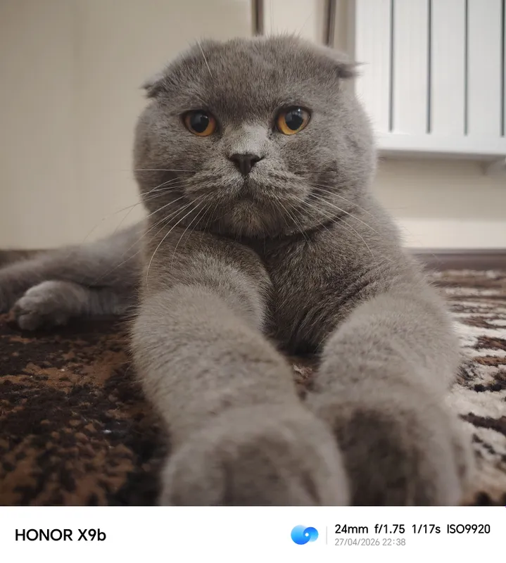 Scottish Fold Britanskiy — фото 3