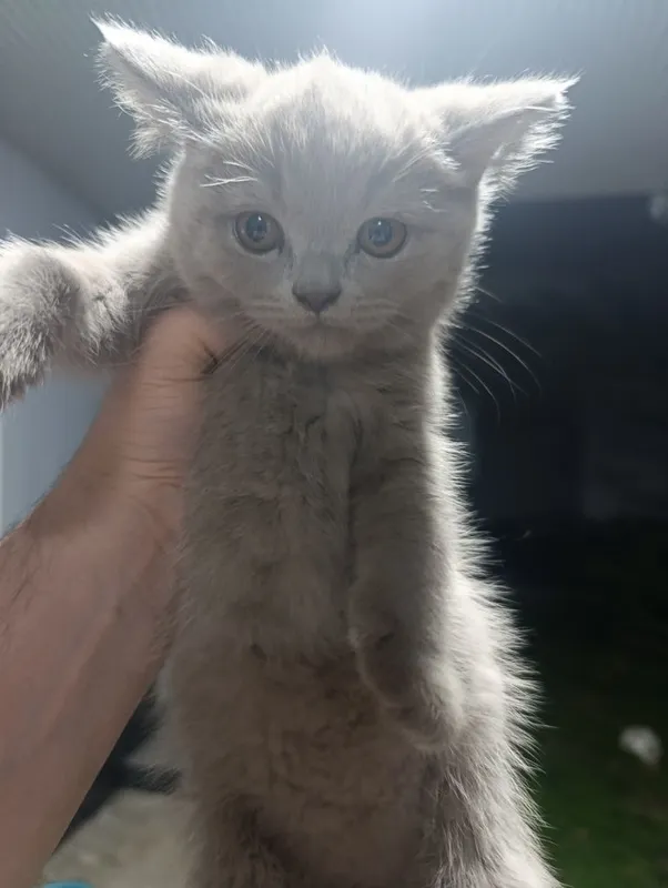 Скоттиш Фолд ва Скоттиш Страйт 3та у́гил Кошки Котята Мушук — фото 6