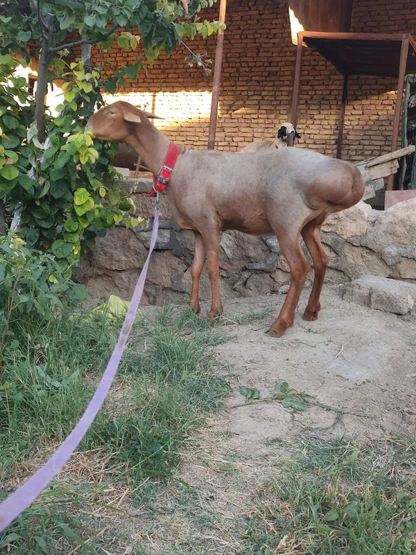 Арашан куй сотилади — фото 1