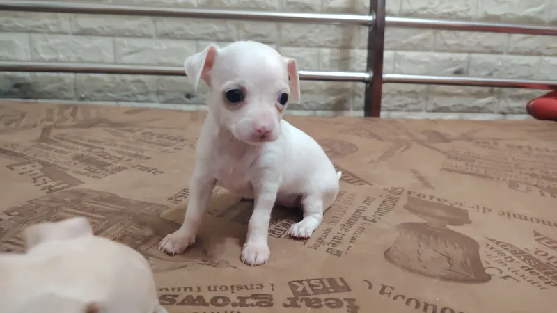 Chihuahua kuchukchalari 2