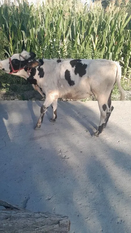 Rasiyiski gunojin sotladi 5