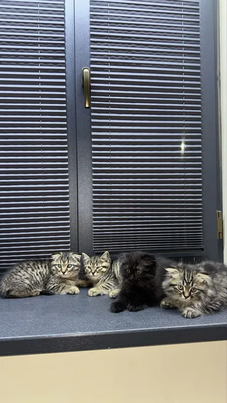 продаются породистые котята — фото 4