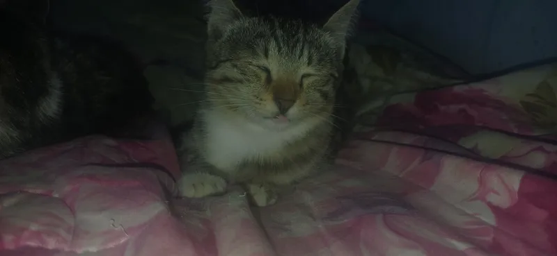 Zotsiz mushuklar 2 Zotsiz mushuklar 2