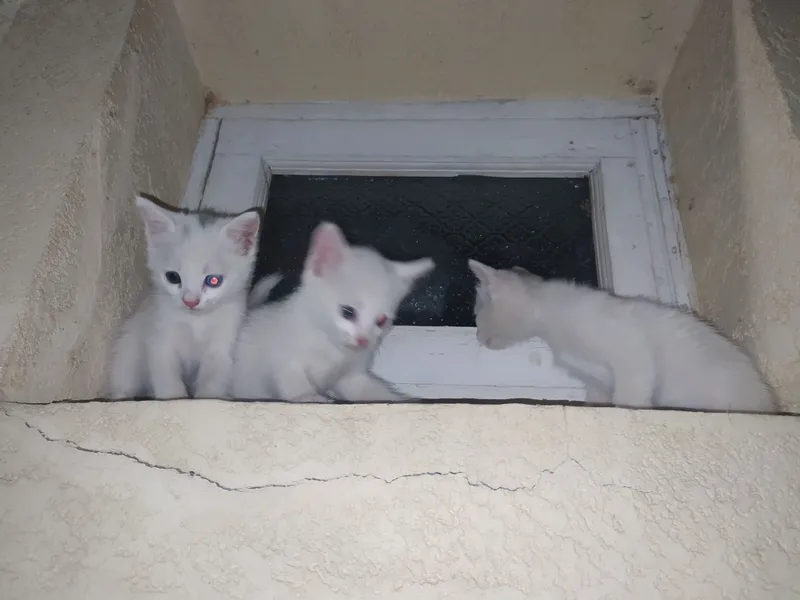 Котята 2 Котята 2