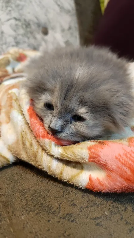 кошка шотландская вислоухая (скоттиш-фолд) — фото 5