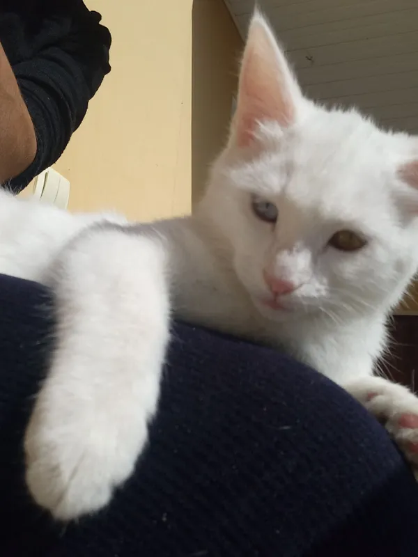 Продаётся котёнок породы турецкая ангора 4 Продаётся котёнок породы турецкая ангора 4