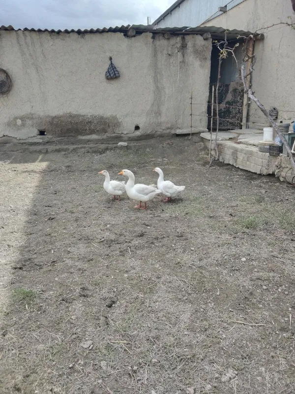 Ĝozlar sotiladi. 7 Ĝozlar sotiladi. 7