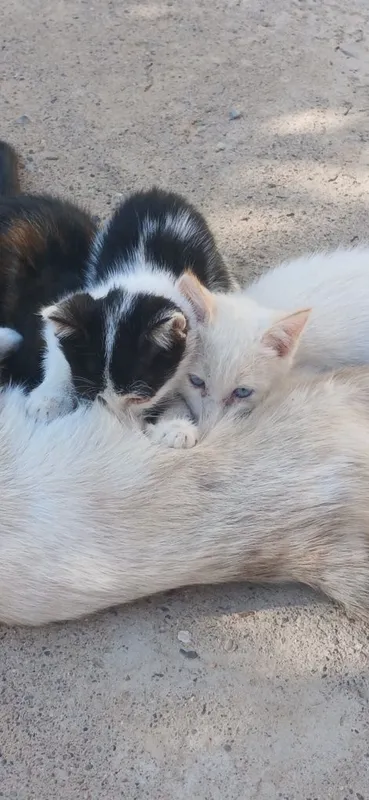 Tekinga bervoraman 3 Tekinga bervoraman 3