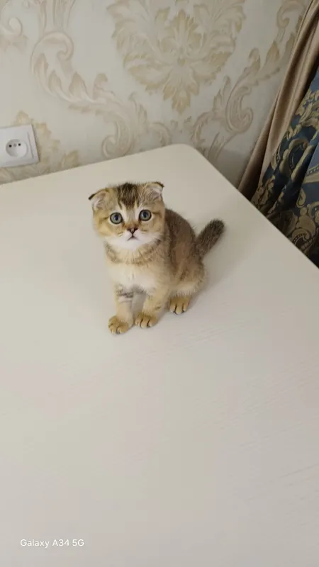 Продаётся котёнок! 1