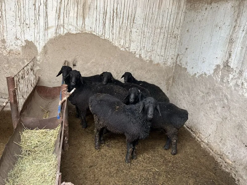 qoy qozilar kelishilgan narxlarda