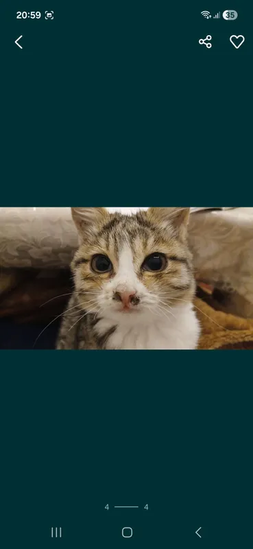 Кошка бесплатно 1 Кошка бесплатно 1