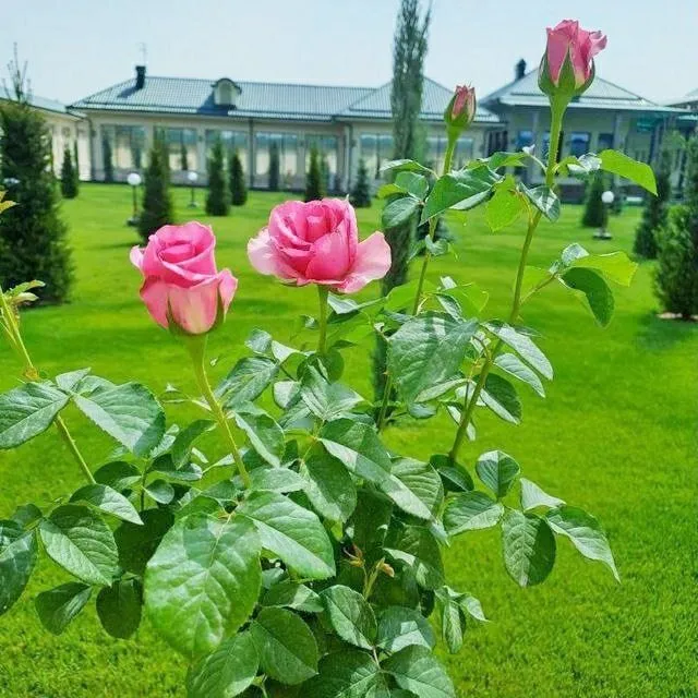 Посев бренд газон рулонные газон Авторадио поливной система — фото 2