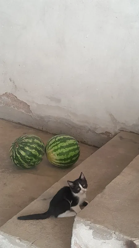 damashni mushuk tekin murojat uchun