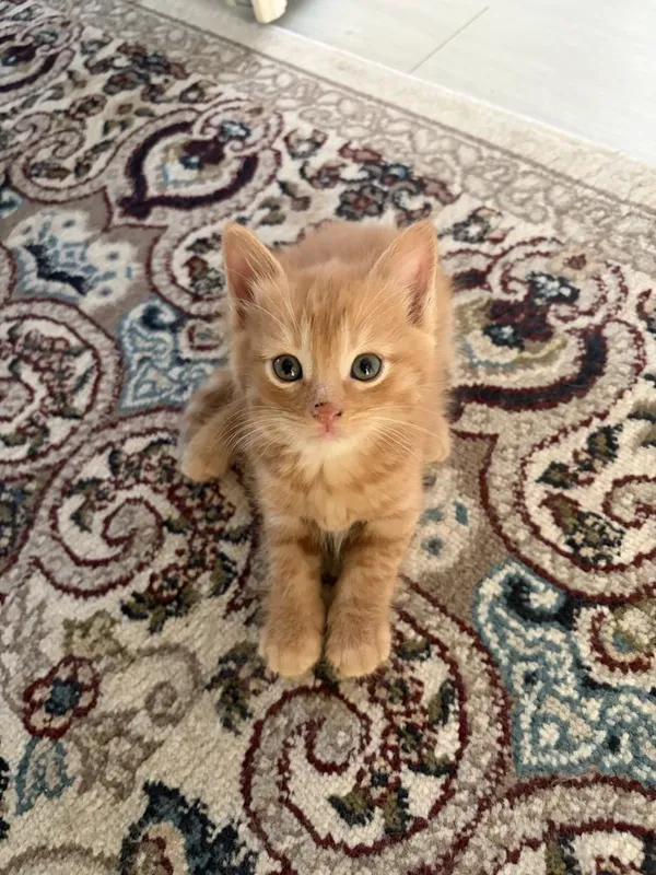 Отдам котят в хорошие и заботливые руки! — фото 1