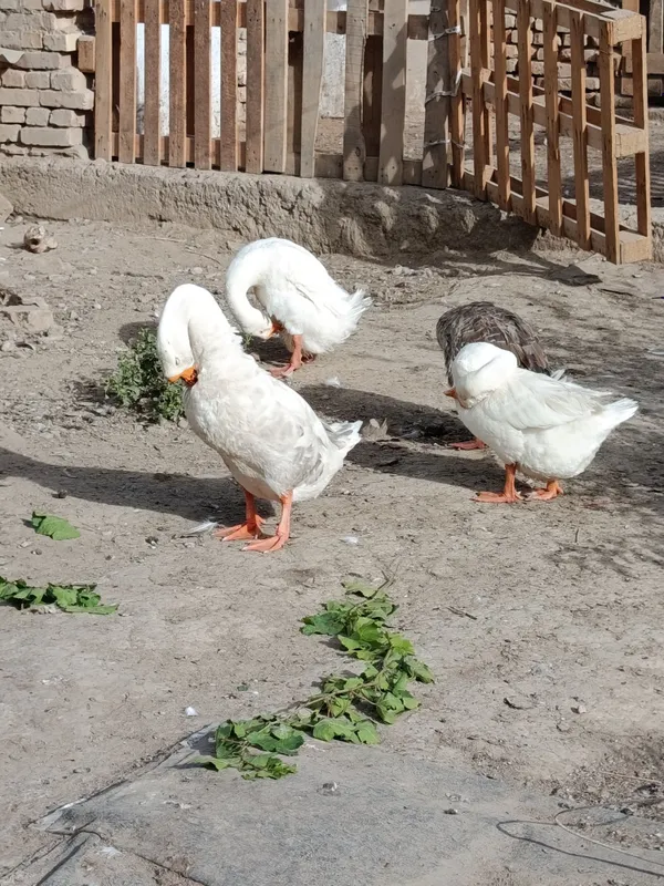 Продаются гуси,возраст 1 год 5