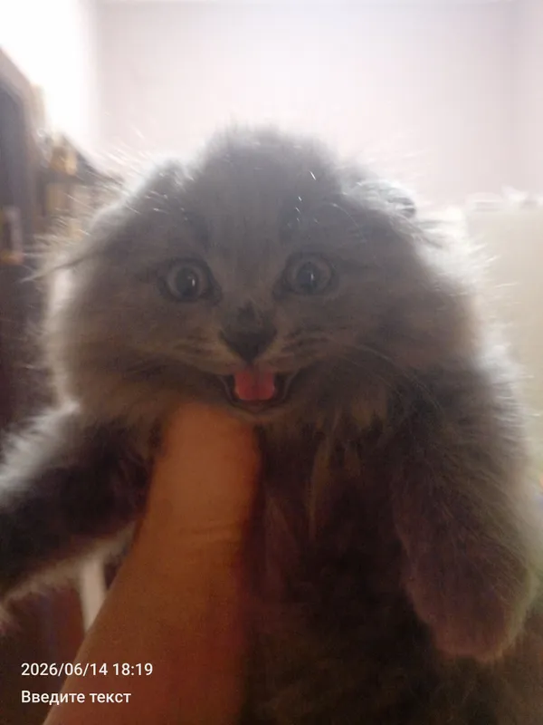 Умный котенок ждёт хозяина — фото 2