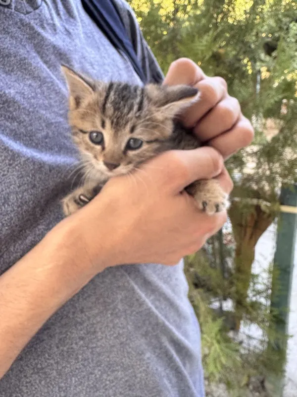 Замечательный котенок мальчик 1,5 месяца. В добрые руки 4 Замечательный котенок мальчик 1,5 месяца. В добрые руки 4