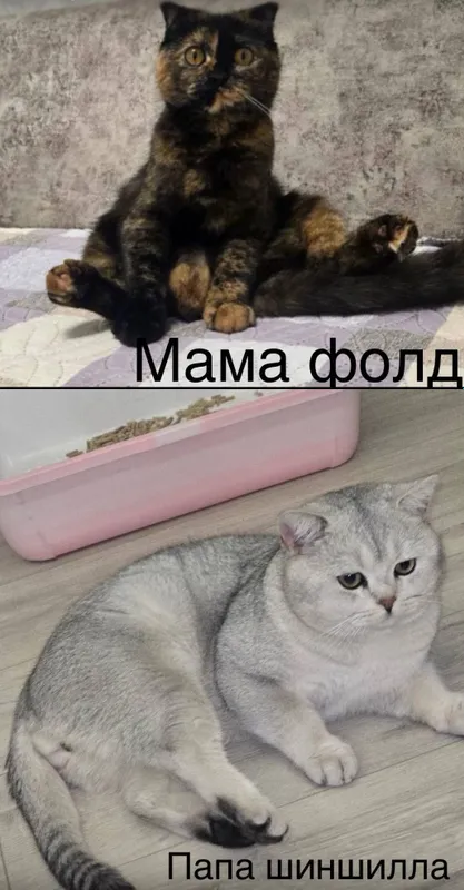 Шиншилла Мальчик, котенок 1,5 мес — фото 7