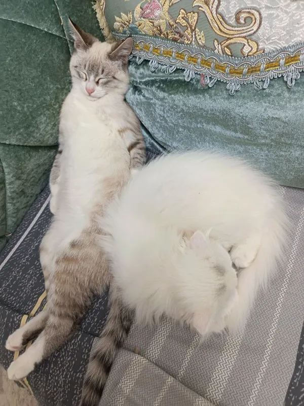 Кот хейланд фолд — фото 4