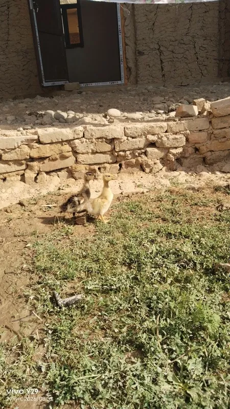 Assalom aleykum òrdak bollari bor kimga kere bosa 15 kunlik